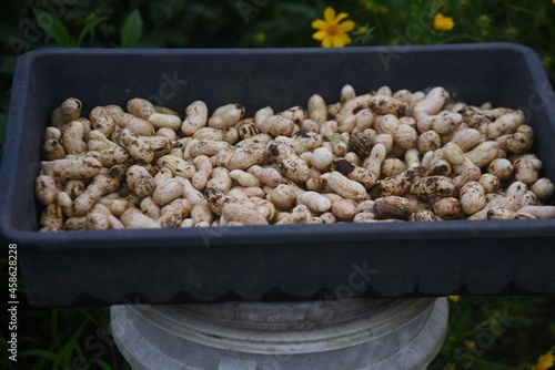 Peanut cultivation. Peanuts can be planted around May or June and harvested around October. 