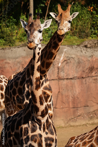 Photography Pair of giraffes standing in a park