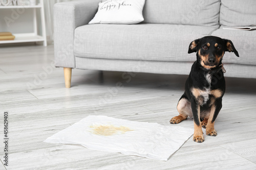Cute dog near underpad with...