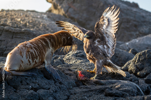 A Galapagos hawk defends its kill, a Marine iguana, from a boisterous Galapagos sealine.