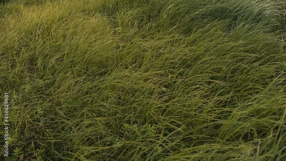 A strong wind sways the yellowing grass. Coastal meadow. Flora of Lake Ilmen. Static camera A strong wind sways the yellowing grass. Coastal meadow. Flora of Lake Ilmen. Static camera