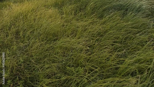 A strong wind sways the yellowing grass. Coastal meadow. Flora of Lake Ilmen. Static camera