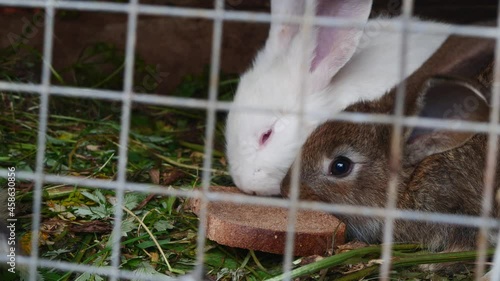 White and brown rabbits gnaw a cracker in a cage