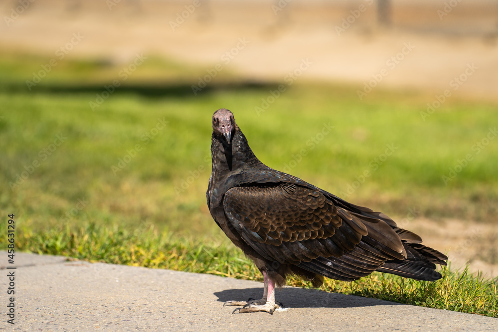 Obraz premium Turkey vulture (Cathartes aura) stands on a path in the park. 