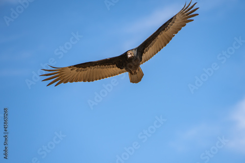 Flying turkey vulture  Cathartes aura  on a blue sky background. Wildlife photography. 