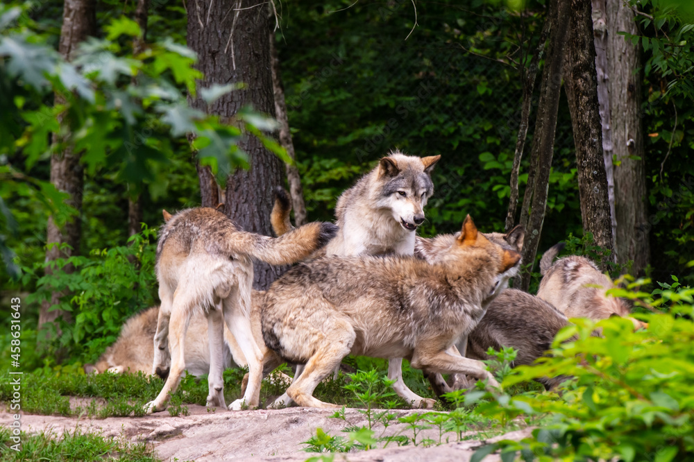 Pack of Timber wolves fighting to establish social order. Hierarchy