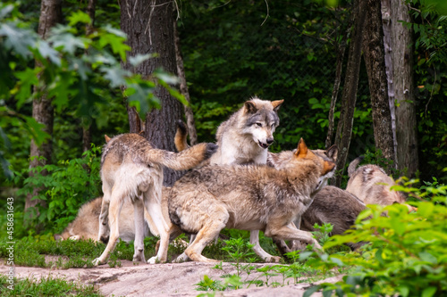 Pack of Timber wolves fighting to establish social order.  Hierarchy within timber wolf packs is determine by constant mock battles that decide the who are the alpha, beta and gamma wolves.  