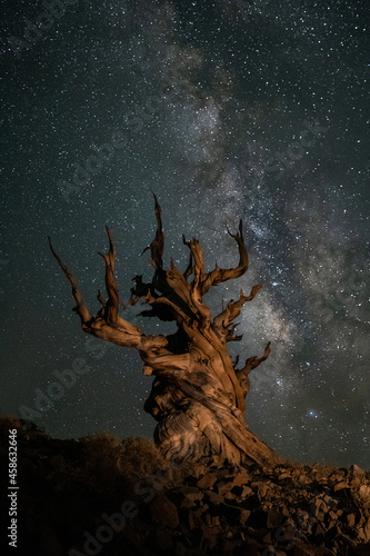 Ancient Tree With Milky Way from the Bristlecone Pine Forest California photo