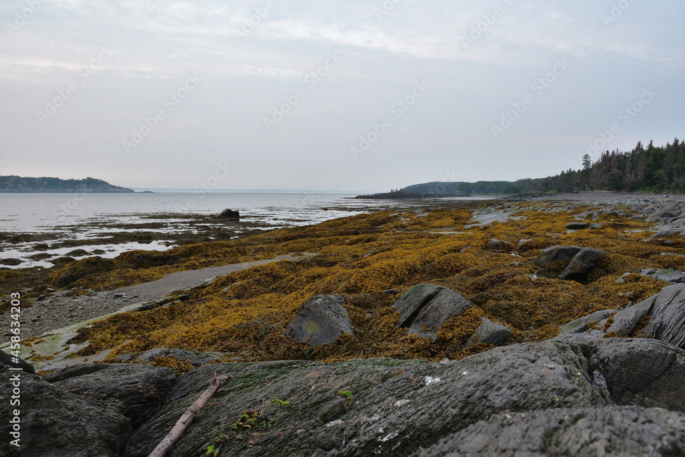 Early morning seashore with rocks and seeweeds. Ile aux Lièvres, Québec, Canada. Fog on St-Lawrence River