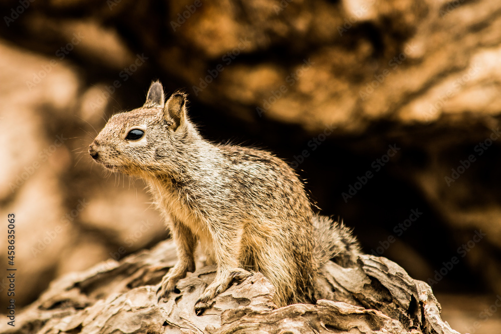 Naklejka premium Chipmunk on a rock