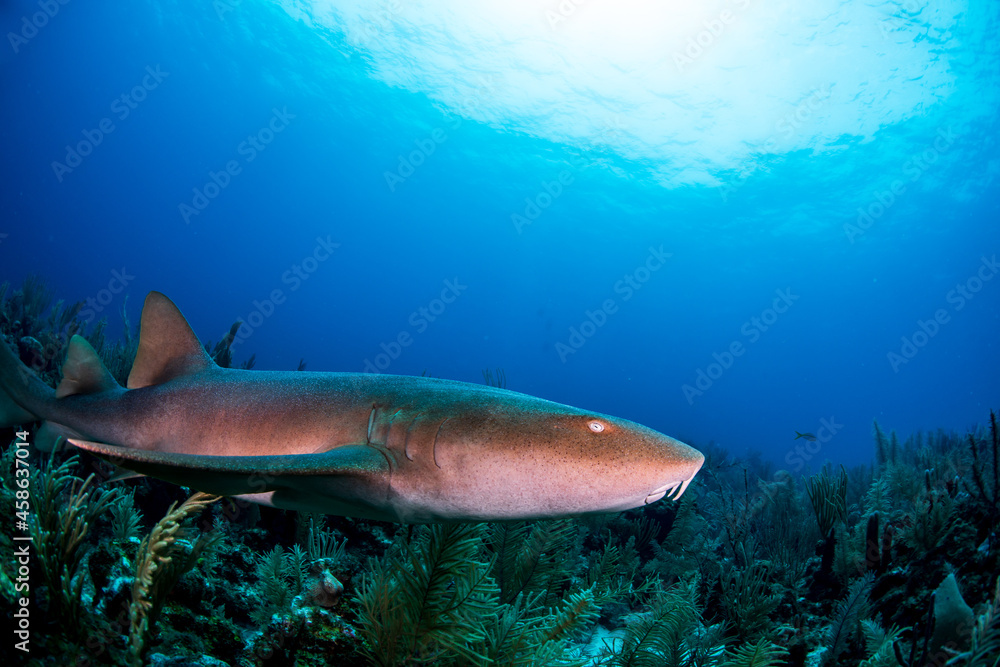 Fototapeta premium Nurse shark swimming over the reef 
