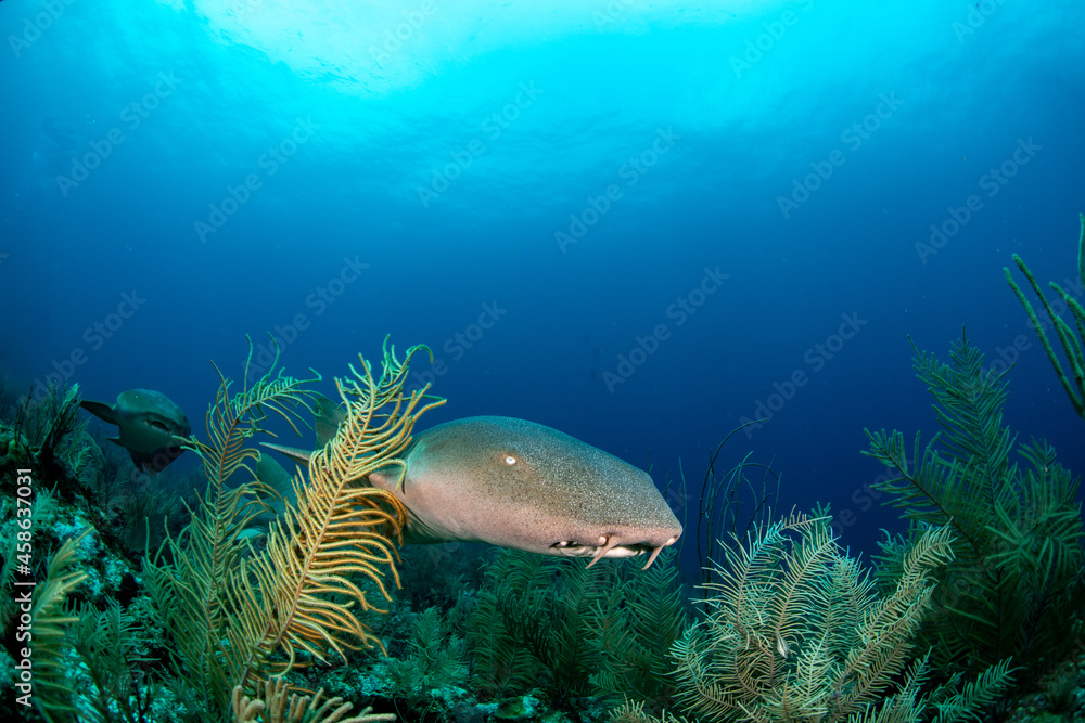 Fototapeta premium Nurse shark swimming over soft corals