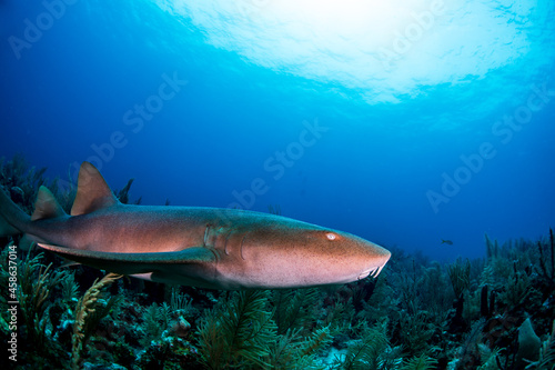 Nurse shark swimming over the reef  © Bruce