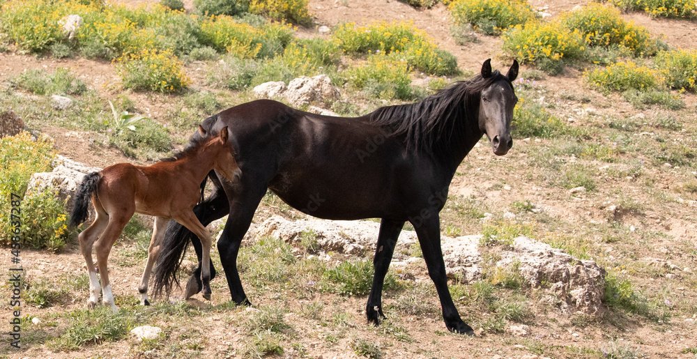 Wild Horse Mustang Mare mother with her bay foal in the Pryor Mountains Wild Horse Refuge Sanctuary on the border of Wyoming Montana in the United States Wild Horse Mustang Mare mother with her bay foal in the Pryor Mountains Wild Horse Refuge Sanctuary on the border of Wyoming Montana in the United States