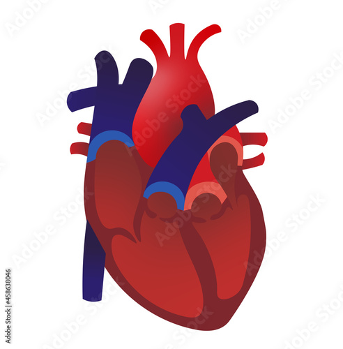 Heart anatomy ilustration. Heart open with ventricules and valves  