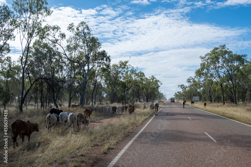 The long paddock on the road between Emerald and Charters Towers. Cattle on the side of the road and wandering on the road with trucks.