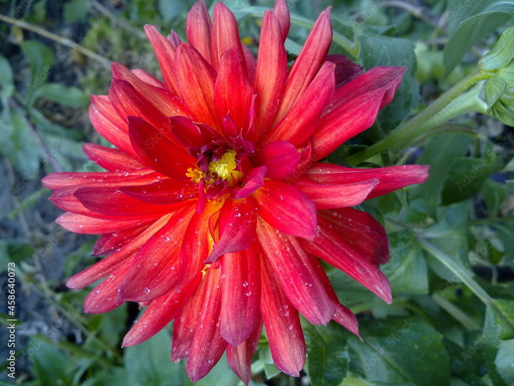 A beautiful colorful flower in blossom and bloom of all colors, petals of nature, leaves and leaf, picturesque and qentle A beautiful colorful flower in blossom and bloom of all colors, petals of nature, leaves and leaf, picturesque and qentle