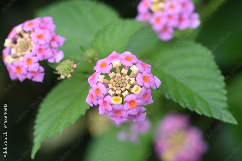 Lantana flowers. Verbenaceae evergreen plants. The flowering time is from May to October. Lantana flowers. Verbenaceae evergreen plants. The flowering time is from May to October.