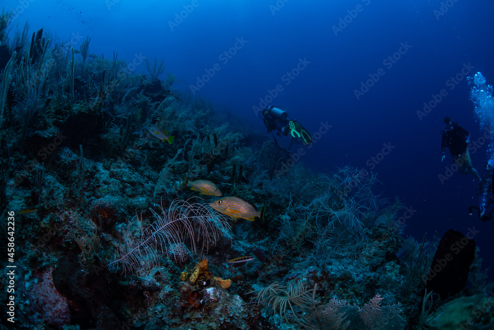 scuba diver and coral reef scuba diver and coral reef