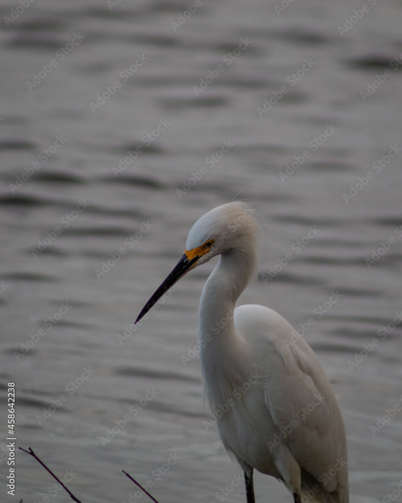 great white heron in Costa Rica great white heron in Costa Rica