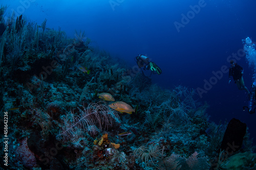 scuba diver and coral reef