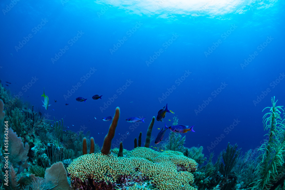 Obraz premium Tropical fish and coral 