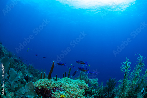creole wrasse over a coral reef 