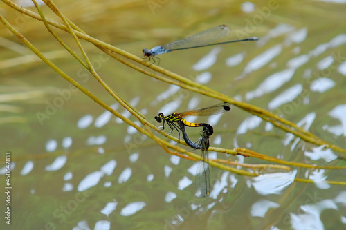 dragonfly mating sitting on a leaf