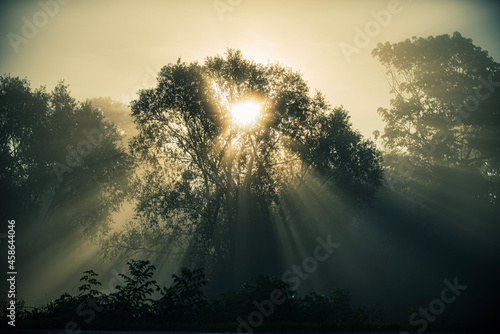 sunrise in the forest