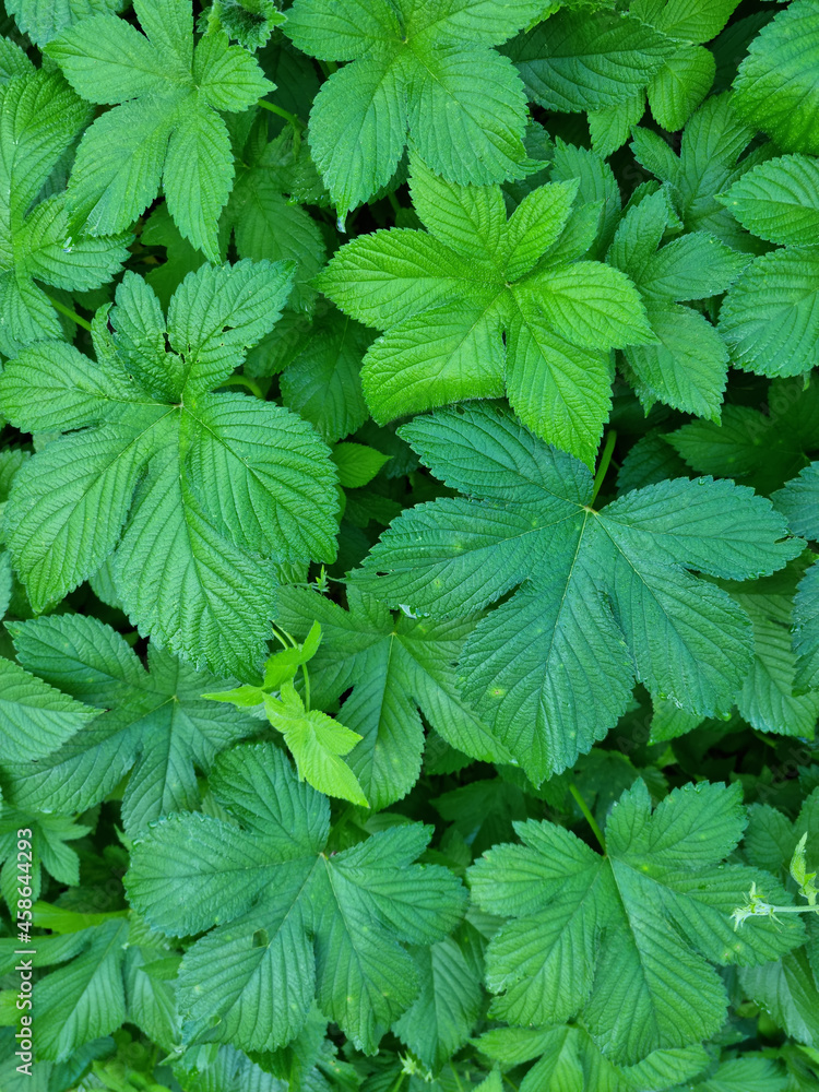 close up Humulus japonicus leaves.