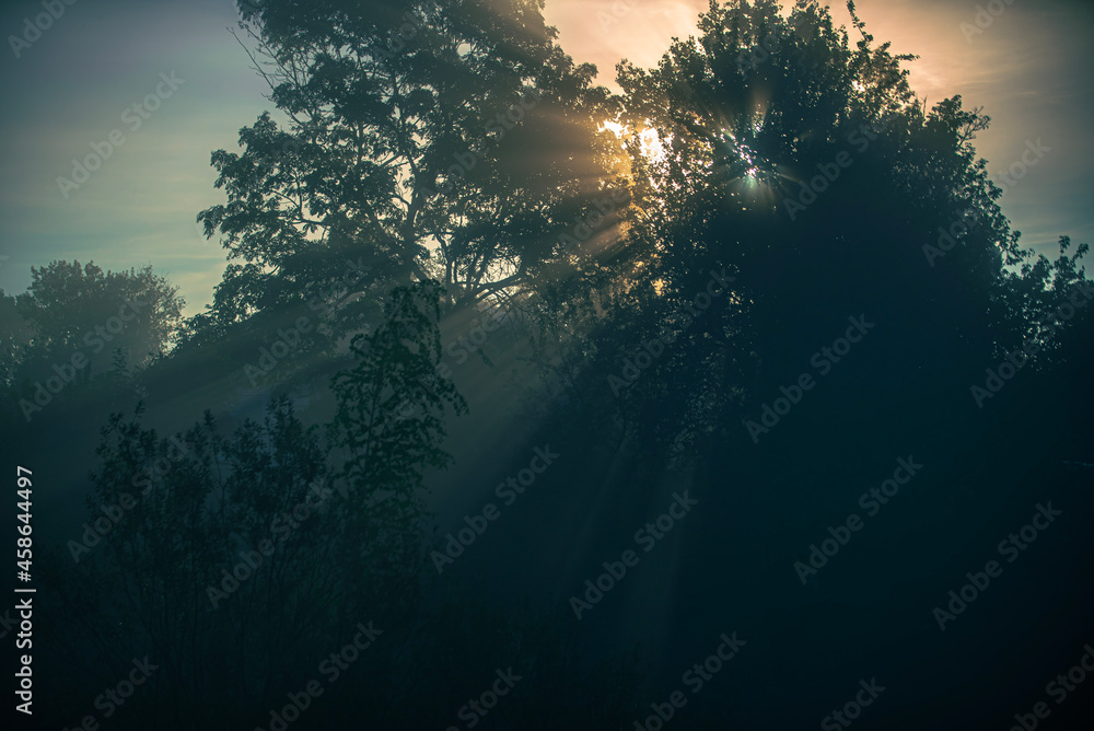 Obraz premium sunset in the forest