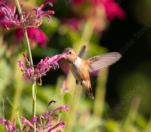 hummingbird, bird, birds flower, garden