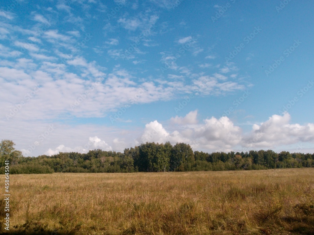 Obraz premium Field and forest of Omsk region against the background of beautiful clouds in the blue sky
