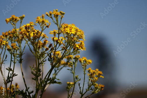 Scenic view of yellow hoary ragwort flowers on a blurred background photo