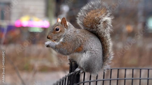 Squirrel Eating Nut Slow Motion Close Up New York photo