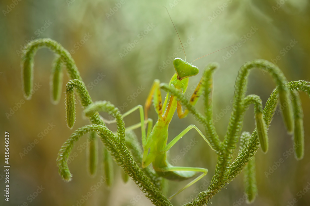 Praying Mantis Between Wild Grasses Praying Mantis Between Wild Grasses