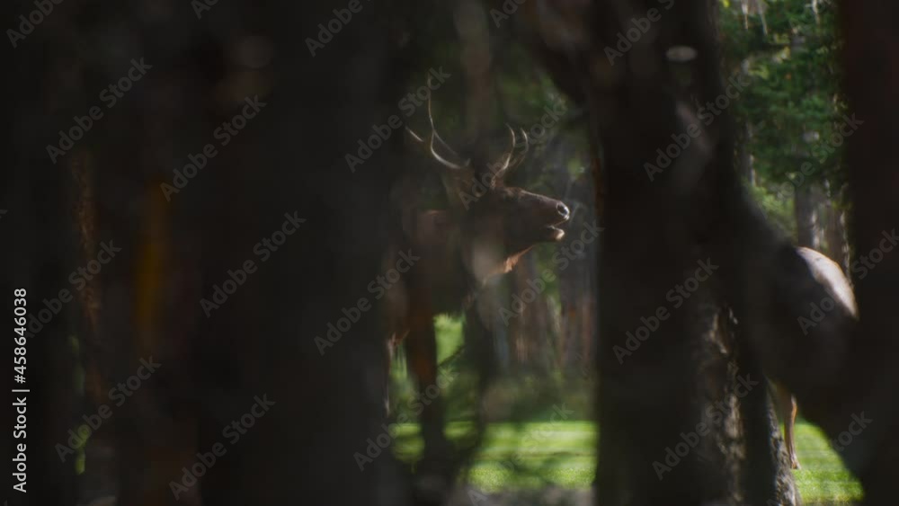 Elk bull male bugling in forest with female Elk bull male bugling in forest with female