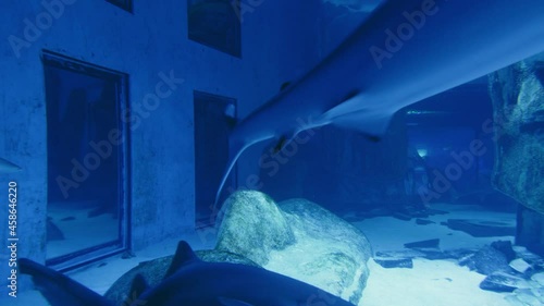 SandTiger Shark, Carcharias taurus swimming in an aquarium in 4K. Beautiful ocean fishes swimming in transparent waters. photo