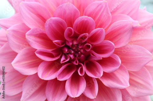 dahlia front and center © Michael