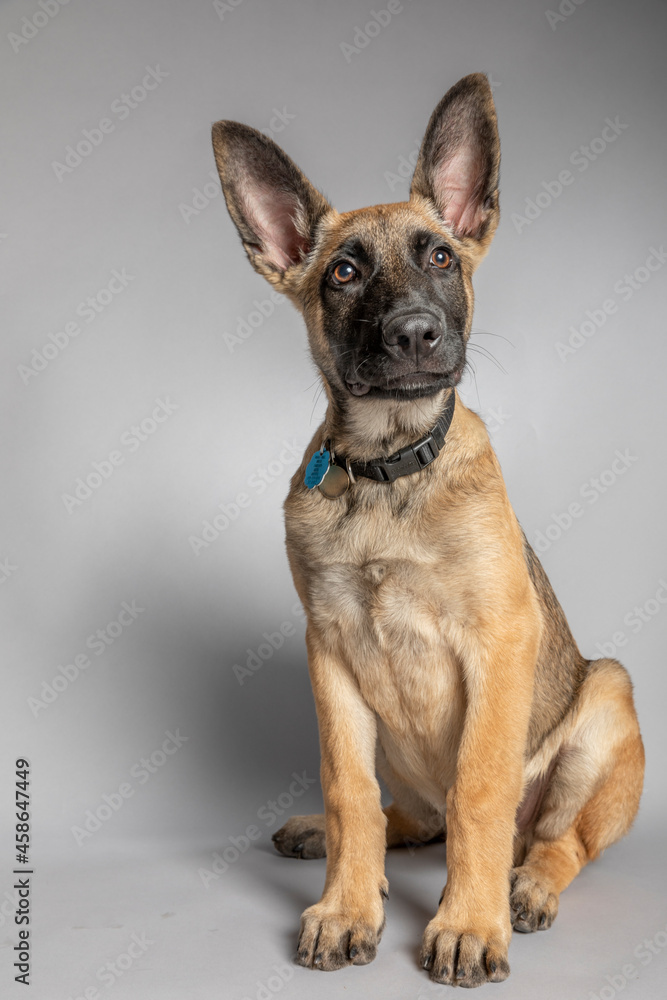 Belgian Shepherd puppy four months Belgian Shepherd puppy four months