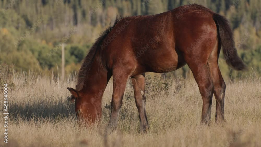 Horse calf grazing in autumn Horse calf grazing in autumn