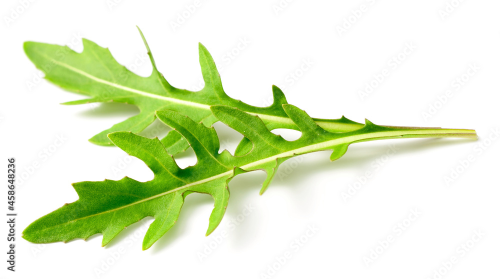 fresh arugula leaves isolated on white background fresh arugula leaves isolated on white background