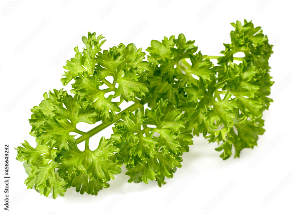 fresh curly parsley isolated on the white background fresh curly parsley isolated on the white background
