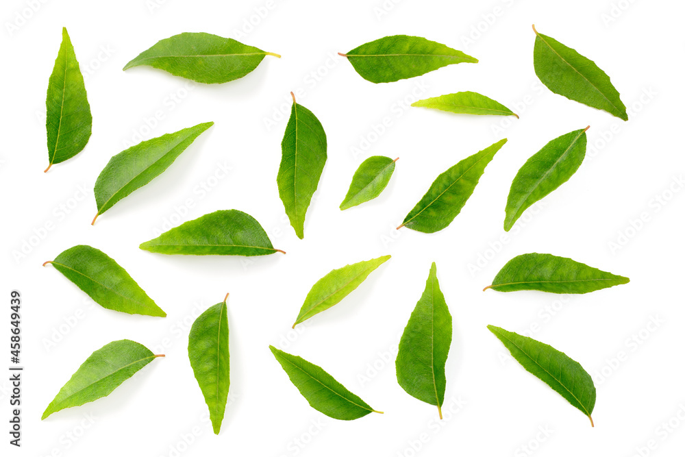 fresh curry leaves isolated on the white background, top view - obrazy, fototapety, plakaty 