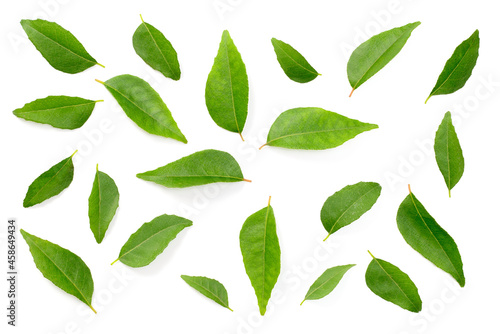 fresh curry leaves isolated on the white background, top view