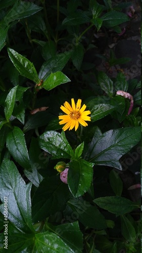 Beautiful yellow flower False daisy  photo
