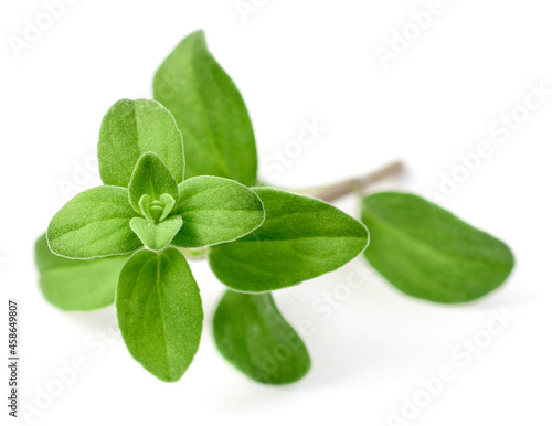 fresh marjoram herb isolated on the white background © Amy Lv
