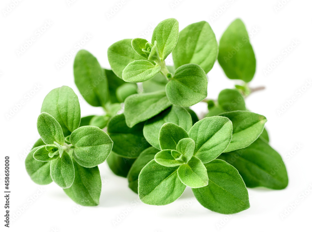 fresh marjoram herb isolated on the white background fresh marjoram herb isolated on the white background