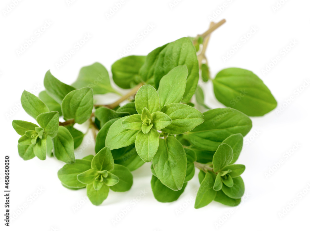 fresh marjoram herb isolated on the white background fresh marjoram herb isolated on the white background
