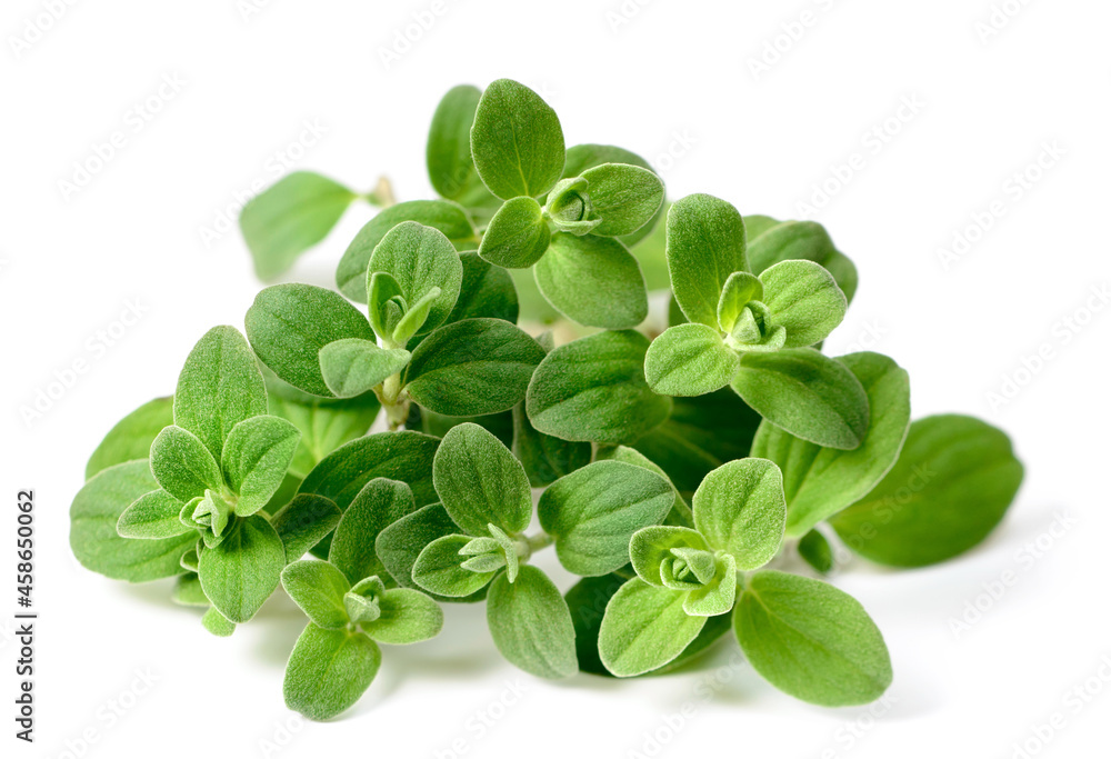 fresh sweet marjoram herb isolated on the white background fresh sweet marjoram herb isolated on the white background